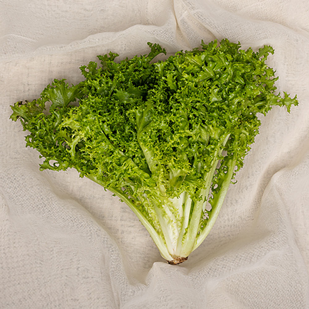 LECHUGA CRESPA X UNIDAD
