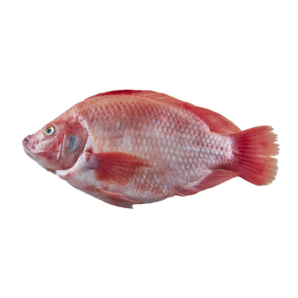 TILAPIA X LIBRA