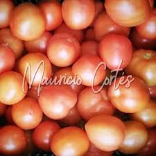 TOMATE CHONTO GRUESO