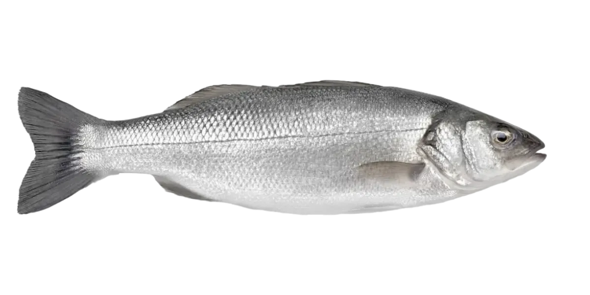 ROBALO X LIBRA