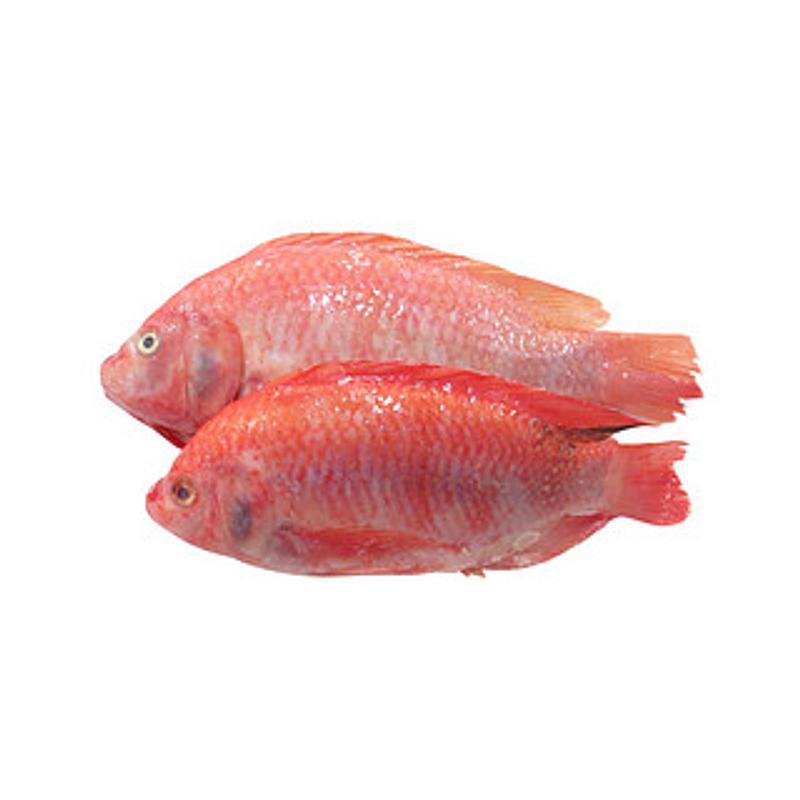 MOJARRA X LIBRA