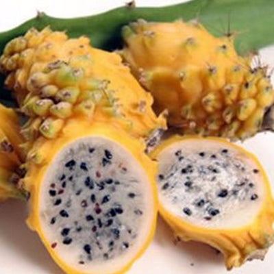 PITAHAYA